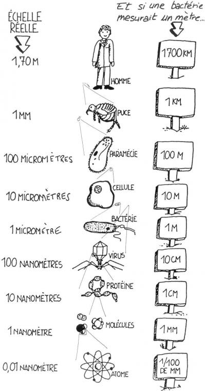Echelle de tailles2 1